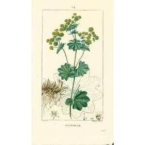 Peut inclure: Une illustration botanique vintage d'une plante verte avec des fleurs jaunes. La plante est étiquetée "ALCHEMILLE" en bas au centre de l'image.