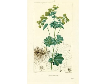 1814 Lady's mantle Antique Print Leaf Fruit Root vegetable Plant Natural History Botanical Botany Wall Art framing Home decor