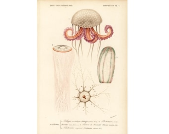 1861 Jellyfish, Medusa by Ch. Orbigny, Original Antique Print, Zoophytes, Ocean life decor, Sea life victorian art, Pelagia chart print