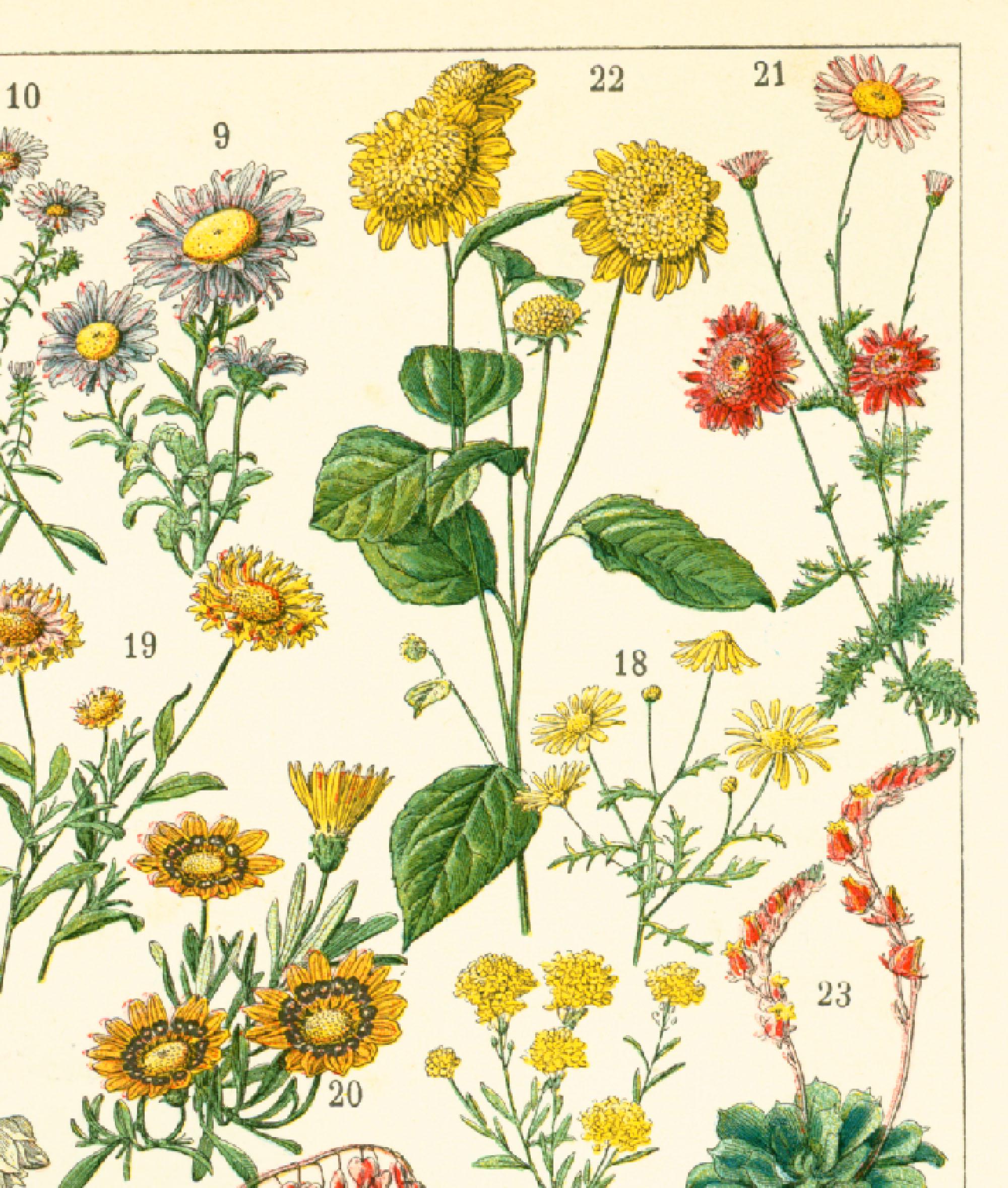 1897 Original Antique Flower Chart Print Vintage Flowers - Wall