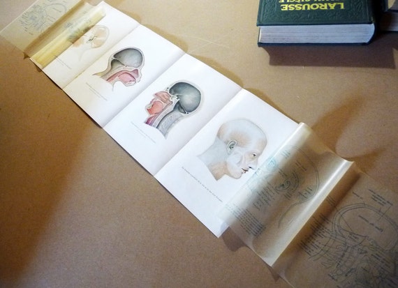 1908 Vergelijkende Anatomie Van Het Hoofd Van De Mens En - Etsy België