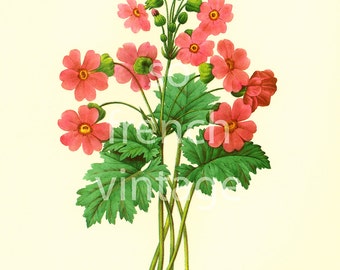 Redouté Japanese Primrose, Vintage Botanical print, French Wall Art,  home decor