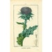 see more listings in the Botanical Prints section
