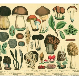 1885 Morcheln Trüffel Steinpilze Pezizes Pilze Botanischer Teller Originalgravur Medizinische Flora Heilpflanzen