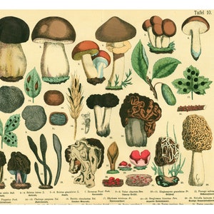 1885 Morels Bolete Cep Truffle Fungus Antique Botanical Print Chart Poster original Lithograph Natural History Botany framing decor image 1