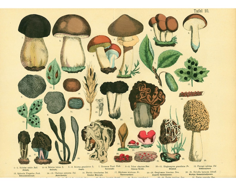 1885 Morels Bolete Cep Truffle Fungus Antique Botanical Print Chart Poster original Lithograph Natural History Botany framing decor image 1