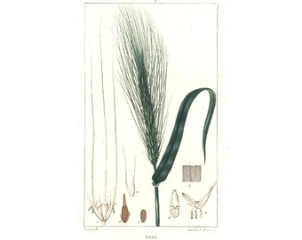 1831 Barley Grain Antique Print Hordeum vulgare Plant Natural History Botanical Botany Wall Art framing Home decor