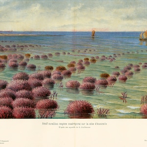 1908 Great Barrier Reef Australia Tropics Marine Landscape Large Antique print Original Antique Fossil Illustration, Paleontology Wall Art.