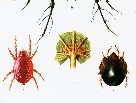 Mite Identification Chart