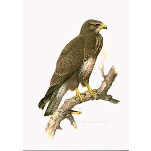 1969 Mäusebussard Buteo buteo, Raubvogelillustration, Ornithologie Wanddekoration Natur