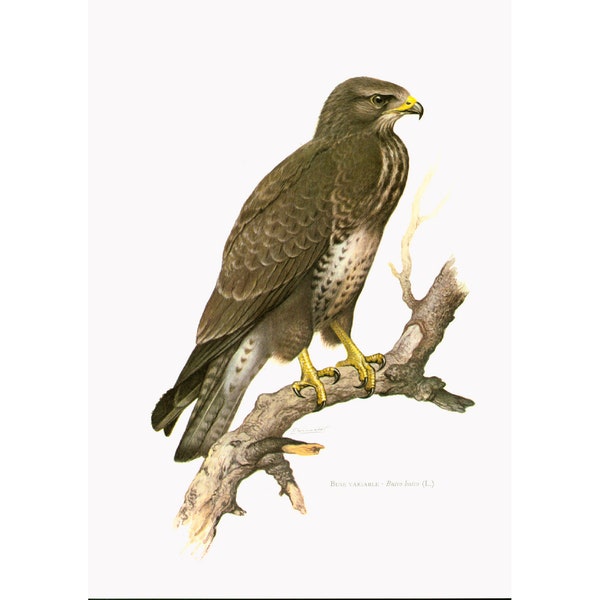 1969 Buse variable Buteo buteo, illustration oiseau de proie, ornithologie Decor mural Nature