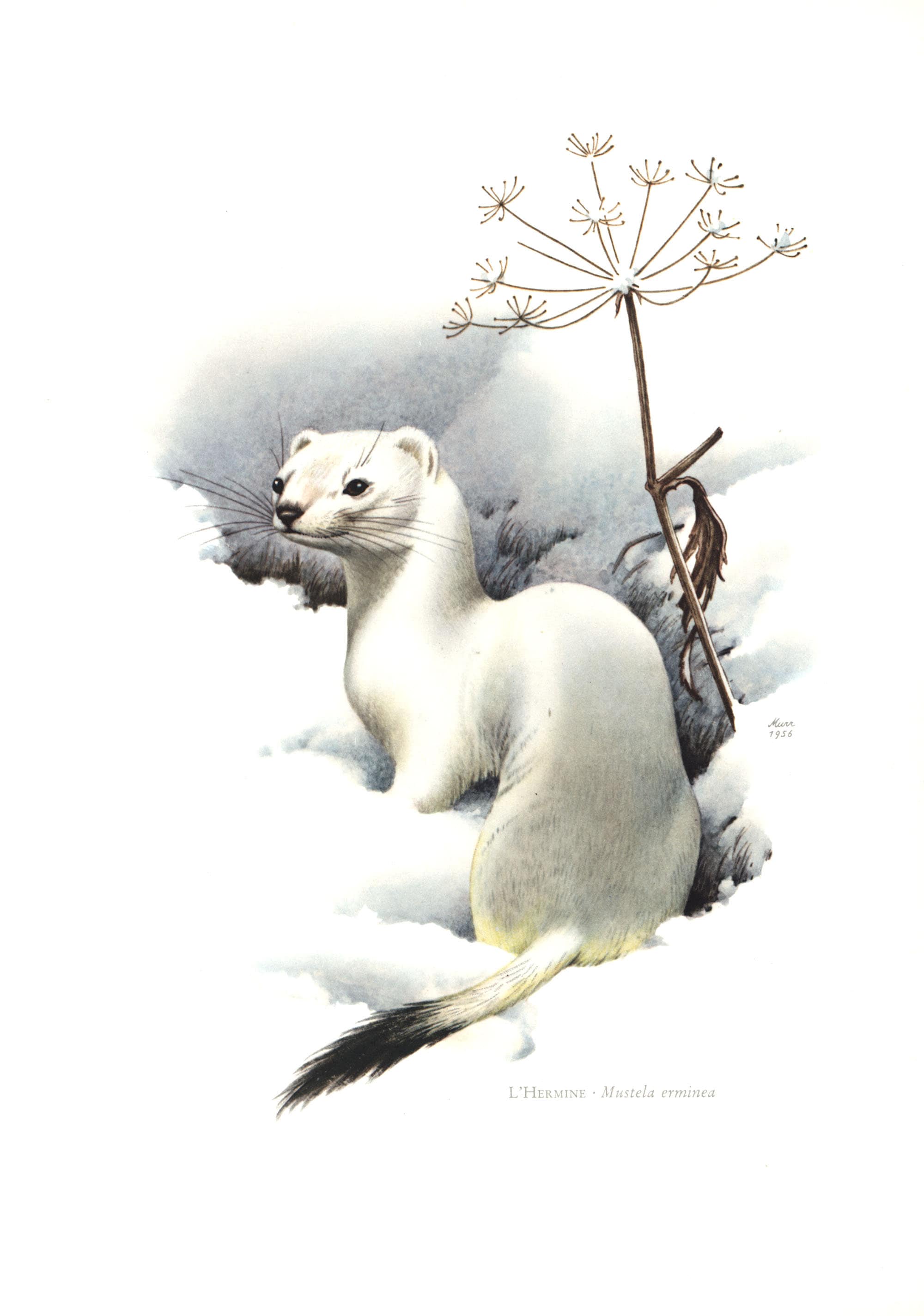 1974年 冬のアーミン、リトグラフ、動物、野生生物、自然史、生物多様