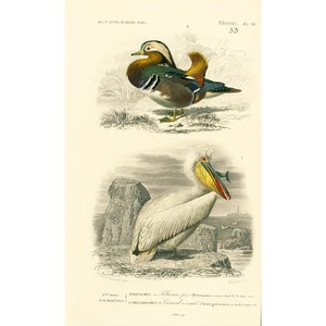 1861 Pelican and Duck antique print, Hand colored Lithograph, Orbigny, Nautical Wall Art, Ornithology, French naturalist, France