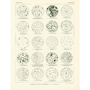1922 Microbes Bacillus Germs Antique Large Size illustration Original Larousse Print French antiques framing 115 years old
