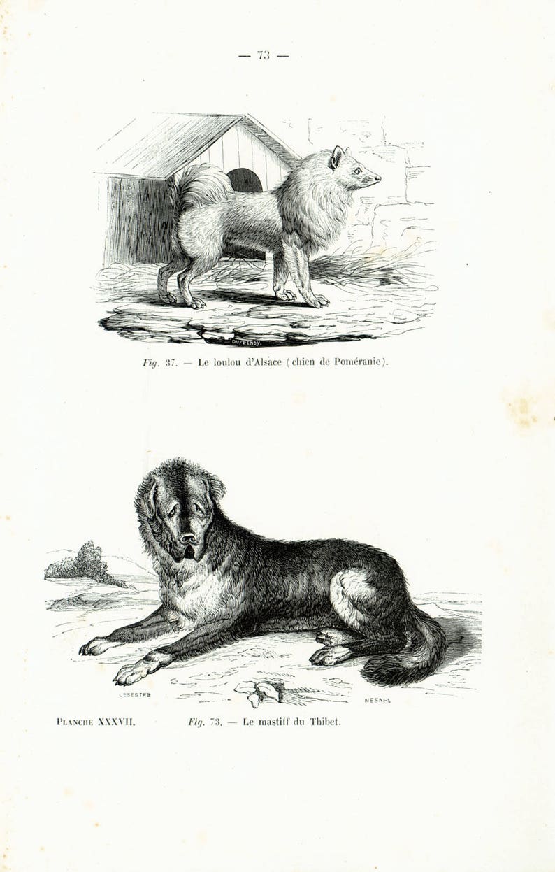 Chien De Forte Race Breed Description The Furry Critter