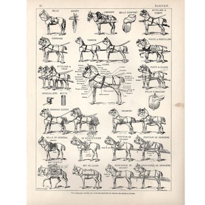 Ilustración original de placa Larousse de caballos de tiro de 1897, gran formato, 115 años de antigüedad
