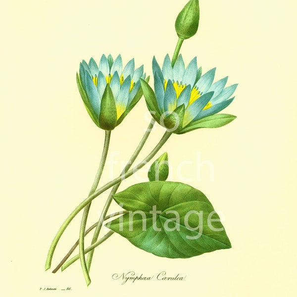 Nymphea caerulea blue Lotus Water lily Large Size Redoute Botanical Print Flower For Framing Wall Art  home decor