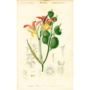 Könnte beinhalten: Botanische Illustration von Canna indica, mit roten und gelben Blüten, grünen Samenkapseln und detaillierten Diagrammen. Das Kunstwerk befindet sich auf gealtertem Papier und zeigt die Struktur und Teile der Pflanze.