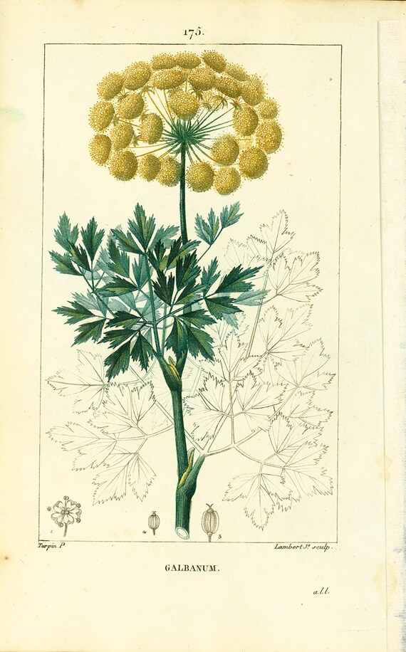1814 Antique Galbanum Plant Botanical Medicinal Plant Perfumery Resins  Natural History Poster Wall Art Home Decor - Etsy