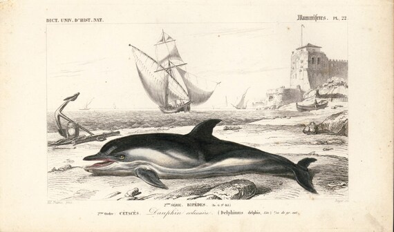 1861年 イルカのアンティーク彫刻 オルビニー、イルカのオリジナル版画