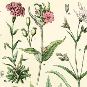 1885 Pink family Silene Caryophyllaceae Saxigraga Antique Lithograph Print poster Identication chart image 3