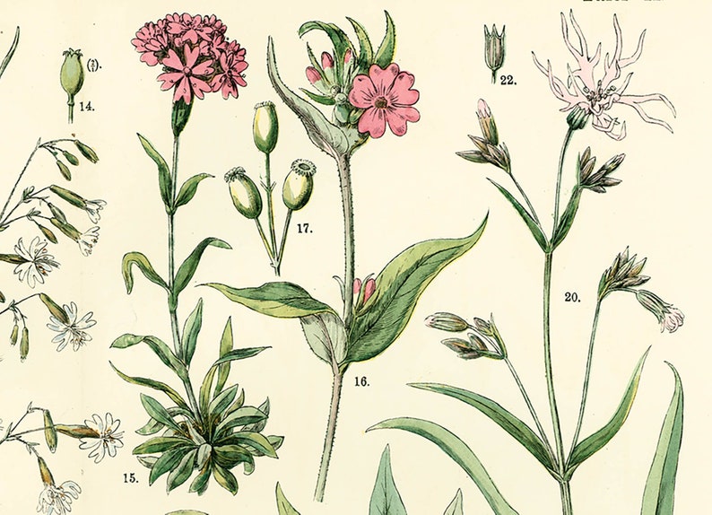 1885 Pink family Silene Caryophyllaceae Saxigraga Antique Lithograph Print poster Identication chart image 3