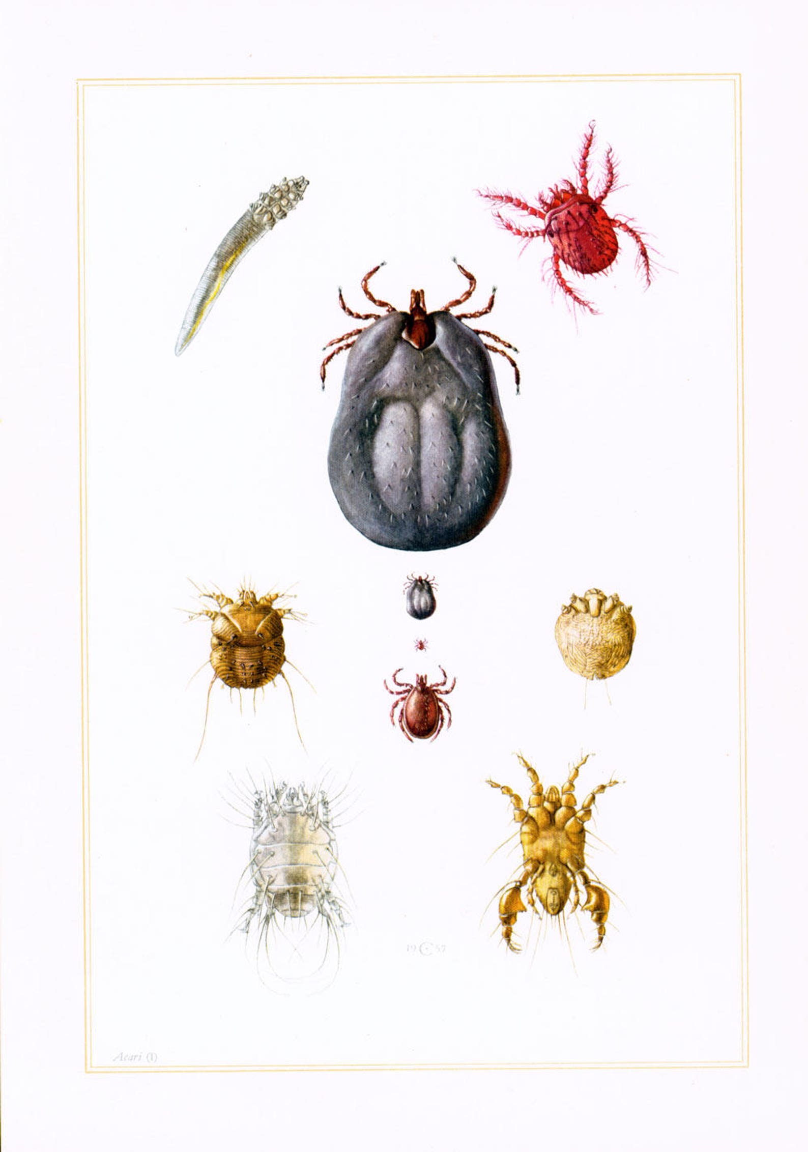 tick identification tick identification
