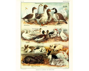 1922 Farm Animals Print. Antique poultry illustration. Rabbit Goose Duck Vintage imagery. Old paper