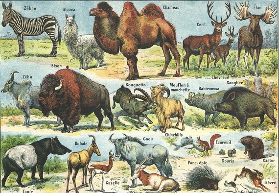 1930 Giraffe, Elephant, Mammals, Animals Antique Print, Larousse