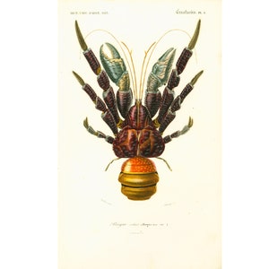1861 Coconut Crab Hemit crab Arthropod Crustacean Sea life Antique Engraving Natural history Hand colored lithograph