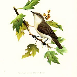 1969 Warbler, Wood Warbler, Leaf Warbler, LBJ vintage Bird Print, Ornithology, nature wall art