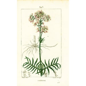 1814 Valerian Herb Antique Herbalism Print Plant Valeriana officinalis Natural History Botanical Botany Wall Art framing Home decor