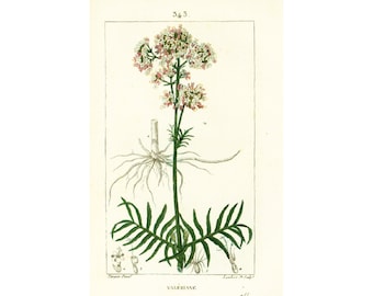 1814 Valerian officinalis Valeriana officinalis 古代植物図鑑 医薬植物相 ショーメトン植物 伝統的薬局方