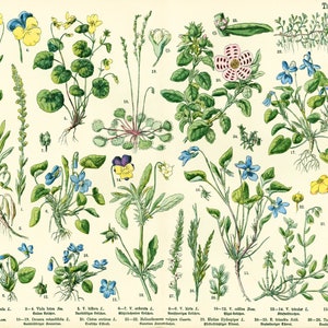 1885 poster Les Violettes Viola Cistes Cistus Drosera originele botanische plaat