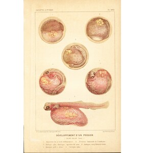 1881 Ontwikkeling van een Fish Egg Embryo-illustratie Originele plaat Histoire Naturelle