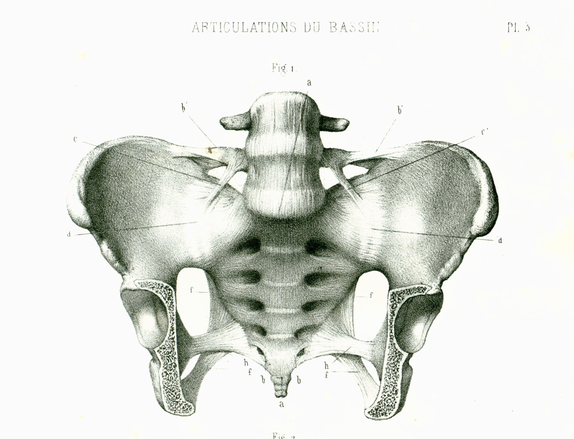 1865 Female Pelvic region. Human Anatomical Poster Medicine | Etsy