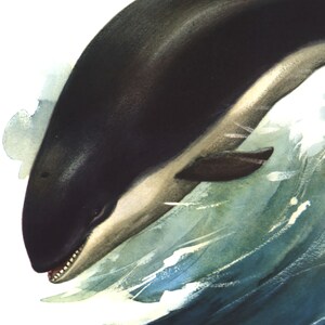 May include: A black and white whale breaching the water, with a splash of blue and green water behind it.