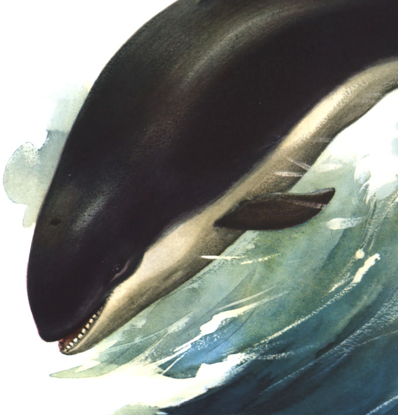 May include: A black and white whale breaching the water, with a splash of blue and green water behind it.