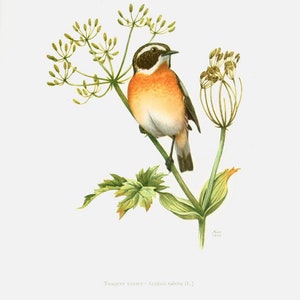 1969 Whinchat Print. Saxicola rubetra. Vintage Bird Print, Ornithology, nature wall art image 4