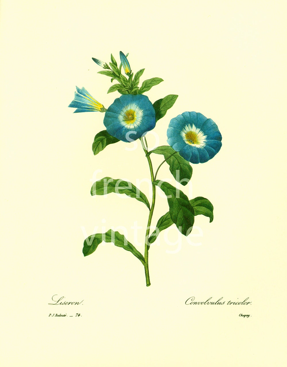 1983 Convolvulus Tricolor Liseron Pierre-Joseph Redoute Botanique Decor Vintage Grand Format