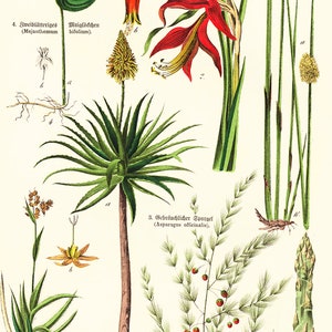 1869 Antique Aloe arborescens Asparagus Sparrow Grass Rushes Dracaena Medicinal Plant Lithograph Orignal Print poster Identication chart image 3