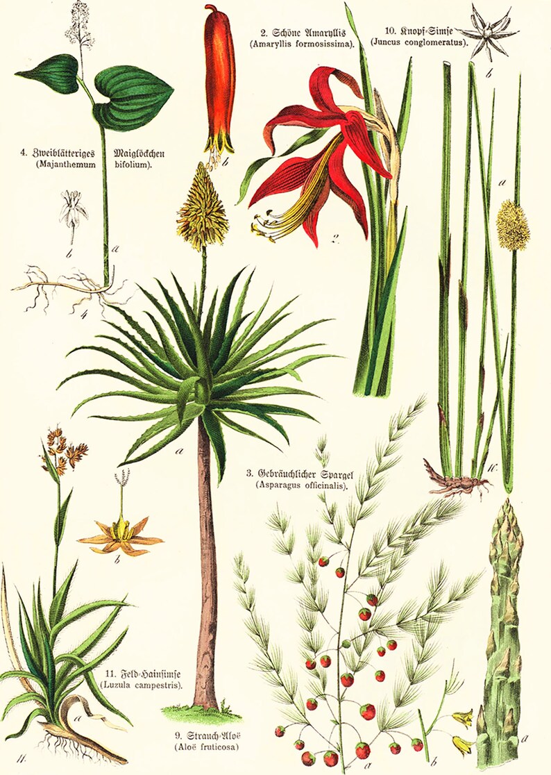 1869 Antique Aloe arborescens Asparagus Sparrow Grass Rushes Dracaena Medicinal Plant Lithograph Orignal Print poster Identication chart image 3