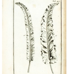 Grabado antiguo original de hoja de helecho Asplenium de 1797, botánica