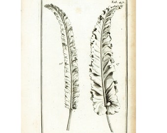 1797 Antique Fern Leaf Asplenium  hart's-tongue fern Print Botanical wall art