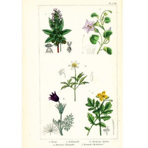 1872 Rose Anemone Swallowwort Greater Celandine Snowbell - Etsy