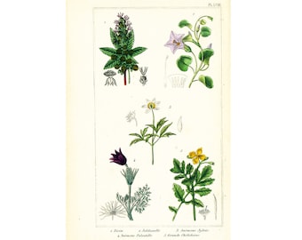 1872 Rose Anemone Swallowwort greater celandine Snowbell Castor oil plant Botanical Print Flower For Framing Wall Art  home decor