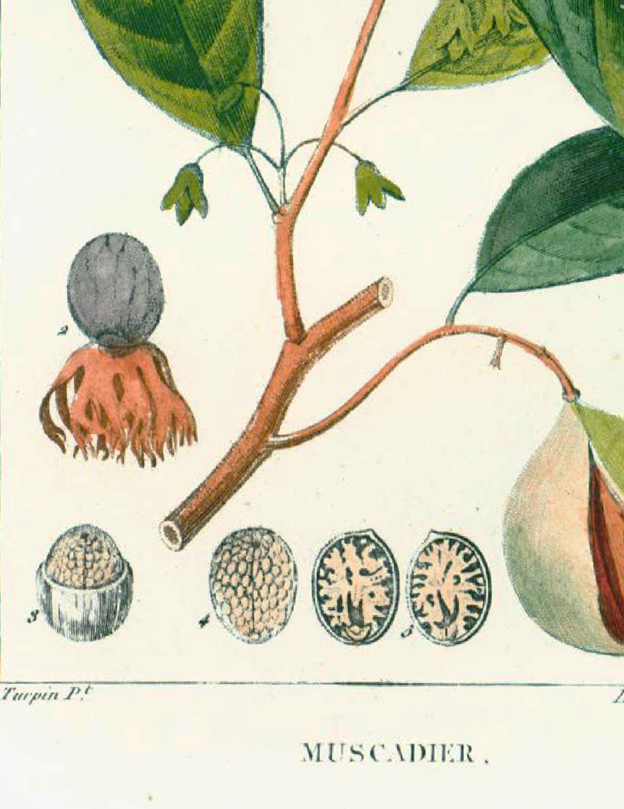 1831 Antique Nutmeg Print Spice Condiment Plant Natural History Botanical  Botany Wall Art Framing Home Decor - Etsy, image size:2000x2589