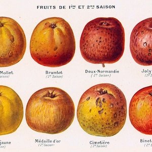 1922 Antique Apples Print Apple Orchard Gardening Fruits Illustration ...