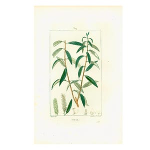 1831 White willow Antique Print, Leaf Fruit Tree Plant Natural History, Botanical Botany Wall Art framing Home decor