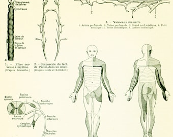 1912 Spinal cord antique print, nerves, antique medicine & surgery, human antique anatomy, Larousse, French Vintage 105 YEARS OLD